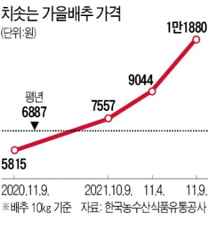 ▲ 가을배추 가격. 사진=한국농수산식품유통공사