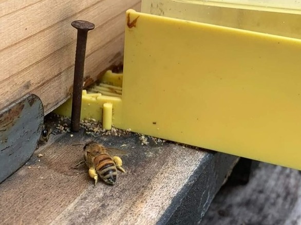 ▲ 양봉장의 꿀벌. 사진=어반비즈서울.