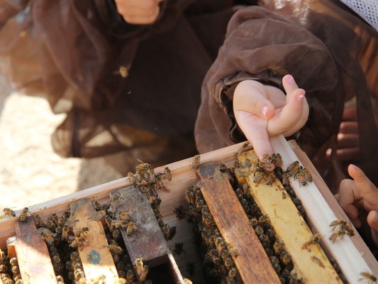 ▲ ▲ 어반비즈서울에서 진행한 '어린이 꿀벌 체험'. 체험활동에 참여한 어린이가 손으로 꿀벌을 만지고 있다. 사진=어반비즈서울.
