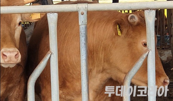 ▲ (본 기사와 무관한 사진)충북 음성 한우 농가. 사진=투데이코리아 DB