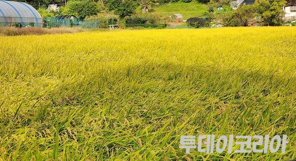 ▲ 경기도 안성에 있는 논 농가에서 벼가 익어가고 있다. 사진=투데이코리아DB