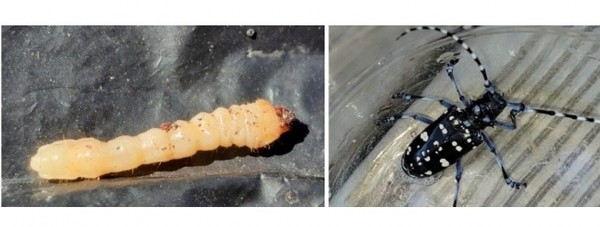 ▲ 알락하늘소 애벌레(왼쪽)와 해충. 사진=천안시 제공