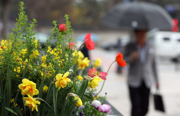 ▲ 비가 내리는 28일 오전 우산을 쓴 시민이 서울 중구 서울광장에 조성된 화단 앞을 지나고 있다. 2024.03.28. 사진=뉴시스