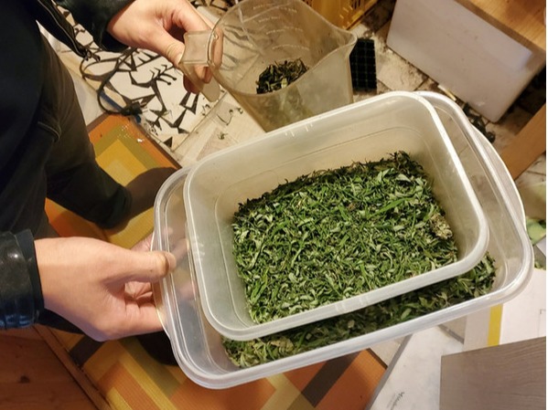 ▲ (본 기사와 무관한 사진) 대마사범이 주거지에서 재배한 대마. 사진=서울중앙지검 제공