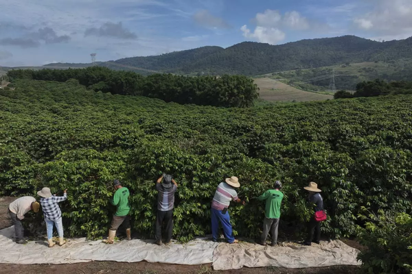▲ 지나 4월 4일(현지시간) 브라질 브라간카 파울리스타에서 농장 직원이 수확 중 커피 열매를 고르고 있다. 사진=뉴시스