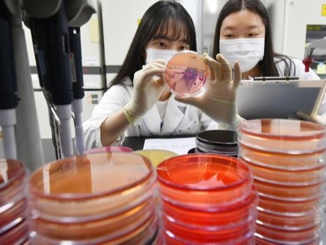 ▲경기 수원시 권선구 경기도보건환경연구원에서 연구원들이 식중독균 배양분리작업을 하고 있다. 사진=뉴시스