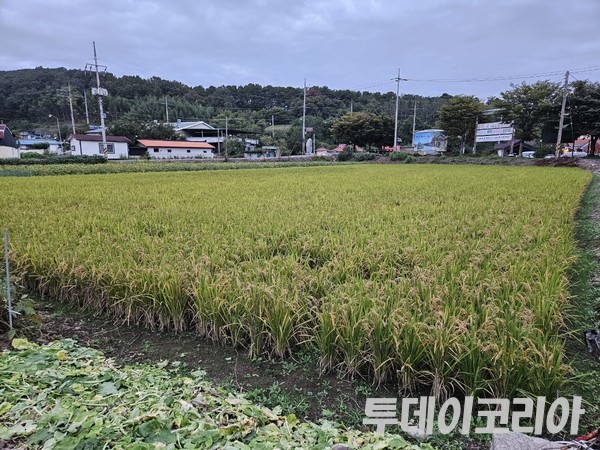 ▲ 경남 의령의 한 마을에 심어진 벼가 고개를 숙이고 있다. 사진=이기봉 기자